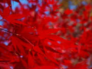 maple_leaves_2010.jpg